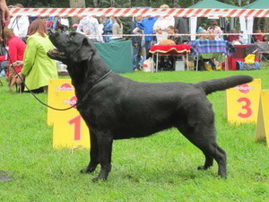 Litter "V" born 06.01.2012